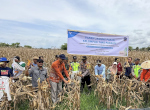 Wujudkan Ketahanan Pangan Berkelanjutan, Petani Binaan PT Vale Panen Jagung Pakan di Tondowolio