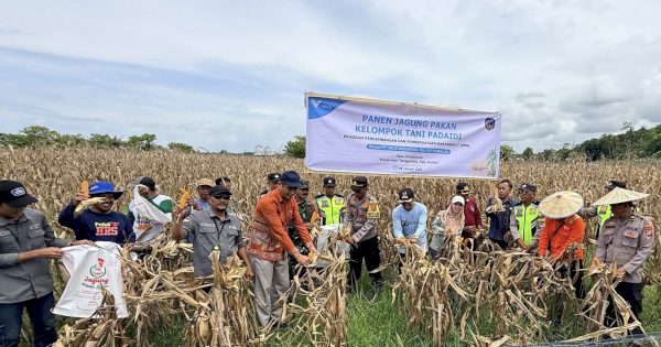 Wujudkan Ketahanan Pangan Berkelanjutan, Petani Binaan PT Vale Panen Jagung Pakan di Tondowolio