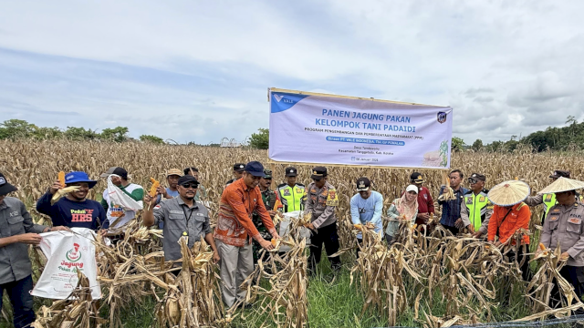 Wujudkan Ketahanan Pangan Berkelanjutan, Petani Binaan PT Vale Panen Jagung Pakan di Tondowolio