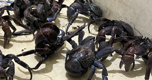 Karantina Sulsel Gagalkan Penyelundupan 4 Koper Berisi 53 Ekor Kepiting Kenari