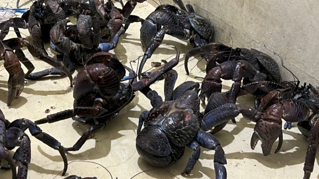 Karantina Sulsel amankan empat koper berisi 53 Kepiting Kenari di Pelabuhan Soekarno-Hatta, Makassar. (Foto: Istimewa) 