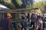 60 Lapak PKL di Tamalanrea Ditertibkan&nbsp;