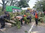Pohon Tumbang Tutup Jalan Makassar-Parepare, BPBD Barru Bertindak Cepat