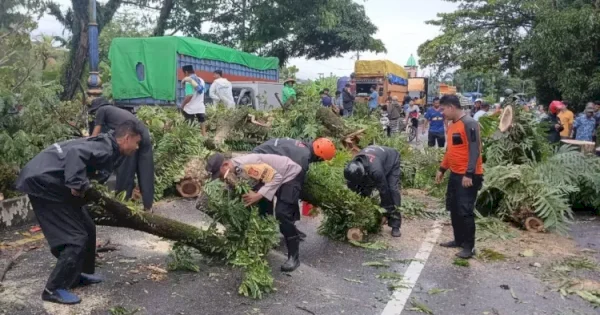 Pohon Tumbang Tutup Jalan Makassar-Parepare, BPBD Barru Bertindak Cepat