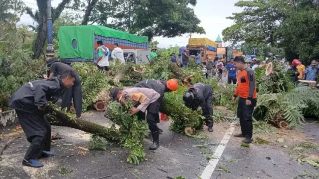 Pohon Tumbang Tutup Jalan Makassar-Parepare, BPBD Barru Bertindak Cepat