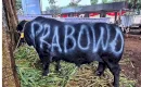 Istana Jelaskan Bantuan 1.098 Sapi Kurban dari Presiden Prabowo yang Pakai APBN Rp100 M