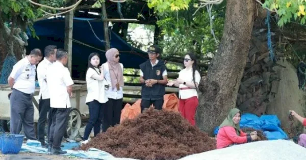 LO Takalar–China Tinjau Potensi Rumput Laut dan Lawi-Lawi di Punaga, Bidik Pasar Ekspor