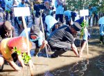 Peringati Hari Lingkungan Sedunia, Gubernur Sulsel Tanam 1.000 Mangrove di Selayar&nbsp;&nbsp;