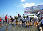 Hari Mangrove Sedunia, Pemprov Sulsel Tanam 7.000 Bibit Mangrove di Pangkep