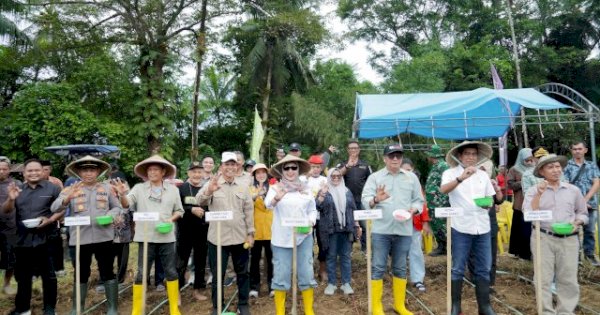 Bupati Barru Andi Ina Kartika Hadiri Tanam Bersama Penangkaran Bibit Jagung JJ UH 01 di Desa Galung