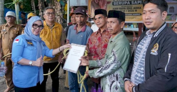 Bupati Barru Serahkan Sapi Kurban Presiden di Desa Nepo, Bobotnya Capai 908 Kilogram
