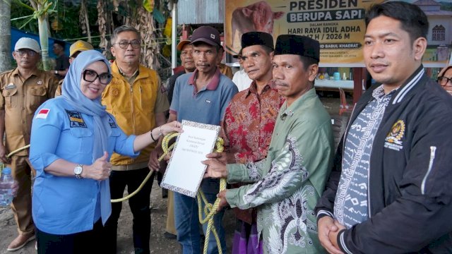 Bupati Barru Serahkan Sapi Kurban Presiden di Desa Nepo, Bobotnya Capai 908 Kilogram