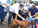 Pasca Serangan Anjing Liar, Pemkab Maros Gelar Vaksinasi Rabies Massal di Camba