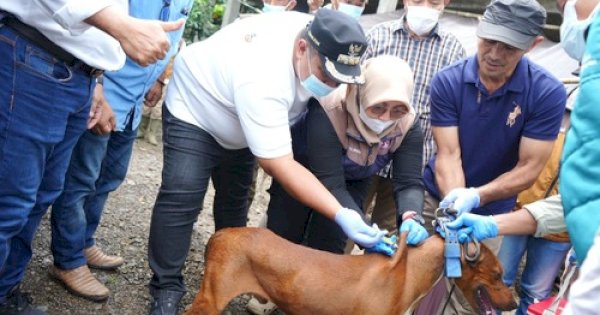 Pasca Serangan Anjing Liar, Pemkab Maros Gelar Vaksinasi Rabies Massal di Camba
