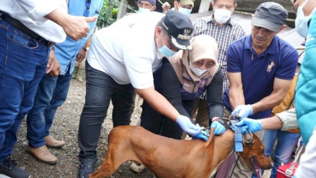 Pasca Serangan Anjing Liar, Pemkab Maros Gelar Vaksinasi Rabies Massal di Camba