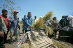 Wali Kota Munafri Salurkan 2.000 Liter Pupuk dan Ribuan Kilogram Benih untuk Kelompok Tani Makassar