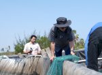 Unhas Panen 60 Ton Udang Vaname dari 11 Kolam Tambak di Jeneponto