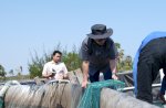 Unhas Panen 60 Ton Udang Vaname dari 11 Kolam Tambak di Jeneponto