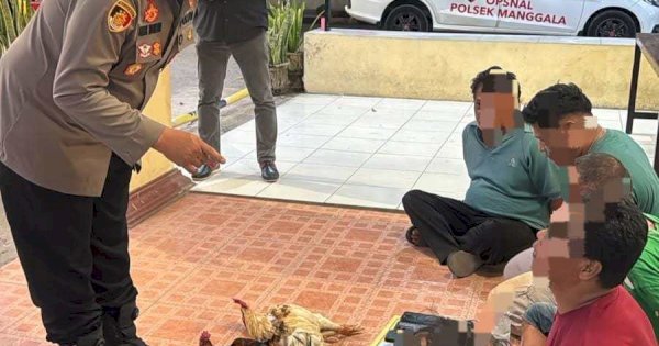 Gerebek Lokasi Judi Sabung Ayam di Makassar, Polisi Amankan Pria BAwa Sejam dan Sita 5 Ekor Ayam