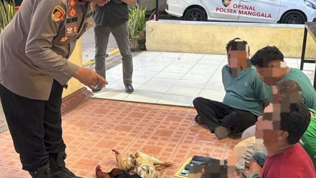 Gerebek Lokasi Judi Sabung Ayam di Makassar, Polisi Amankan Pria BAwa Sejam dan Sita 5 Ekor Ayam