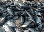 Program Apartemen Ikan Gubernur Andi Sudirman Hasilkan Tangkapan Senilai Rp200 Juta di Barru