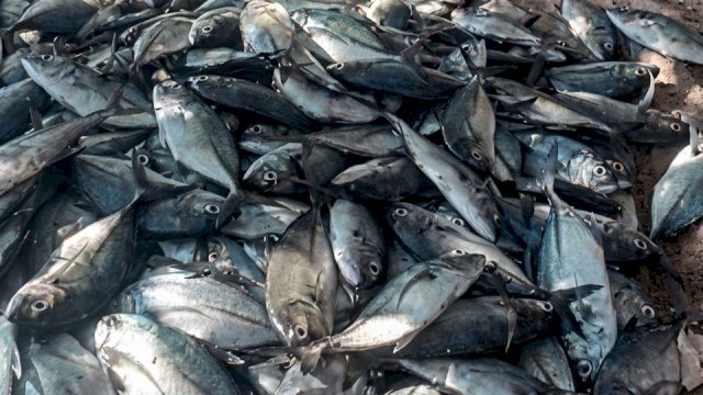 Penampakan hasil panen ikan nelayan di Barru usai memanfaatkan program Apartemen Ikan Gubernur Sulsel, Andi Sudirman Sulaiman. 