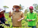 Bupati Takalar Resmikan Irigasi, Panen Cabai dan Serahkan Alsintan ke Petani Moncongkomba