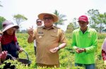 Bupati Takalar Resmikan Irigasi, Panen Cabai dan Serahkan Alsintan ke Petani Moncongkomba